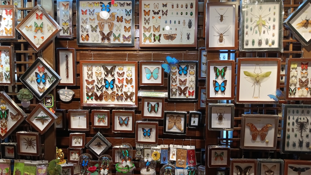 butterfly-insect-specimen-central-market-kl