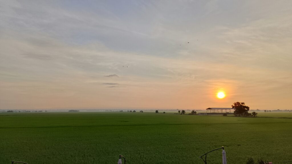 morning-padi-field-sekinchan