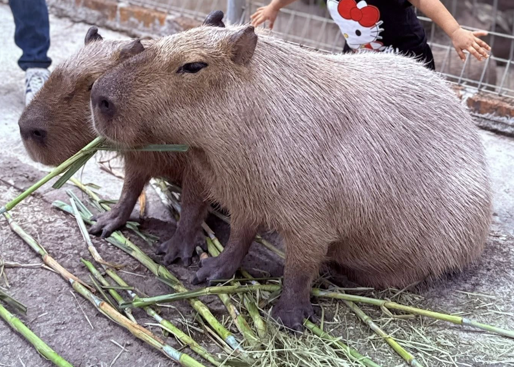 G2G-Animal-garden-seri-kembangan