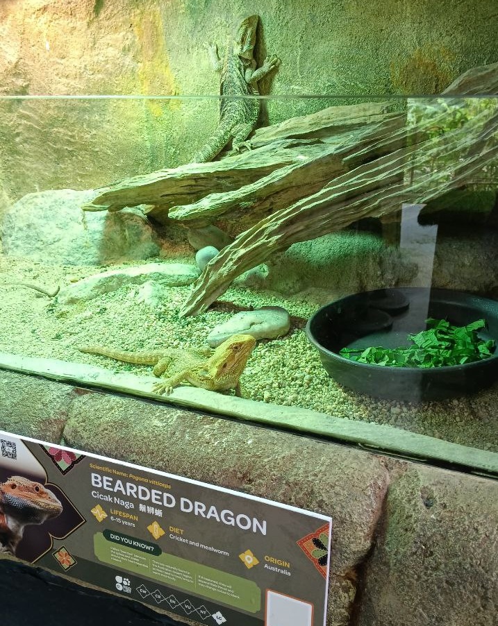 bearded-dragon-farm-in-the-city