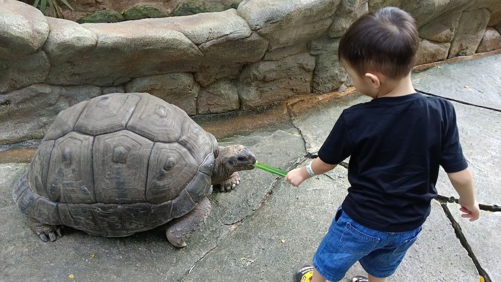 feeding-giant-tortoise-farm-in-the-city
