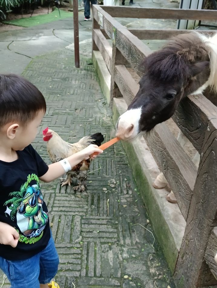 horse-feeding-farm-in-the-city