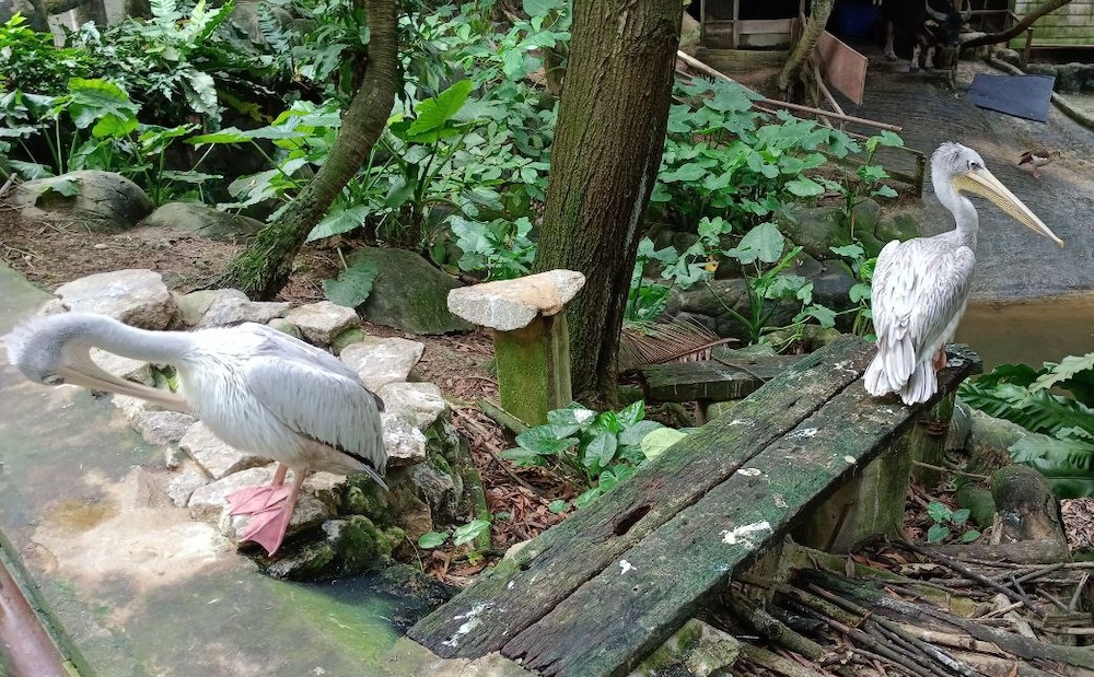 pelicans-farm-in-the-city