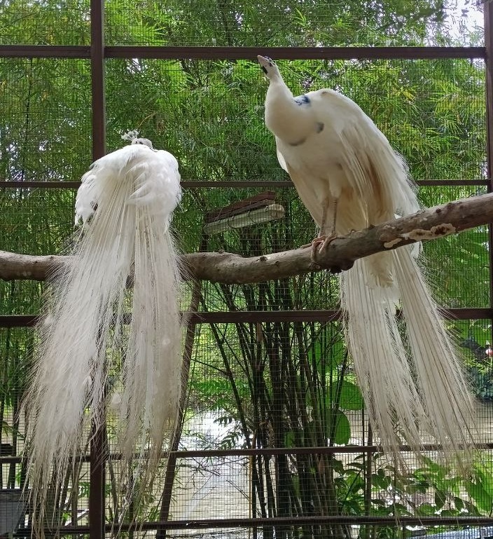 white-peacocks-farm-in-the-city