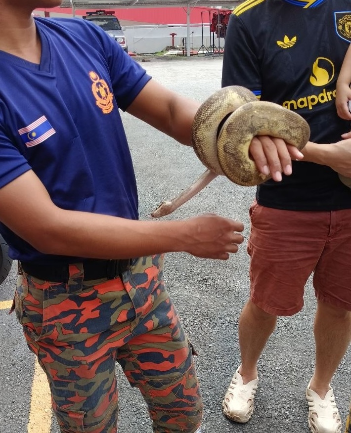 snakes-hang-tuah-fire-station-kl